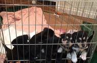 拉布拉多母犬一胎生下8只小奶狗，引发人们的关注：为何白送都没人要？