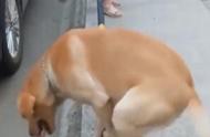 天才拉布拉多犬展示高超技巧：模仿长腿女生玩单杠