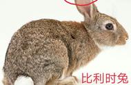 如何直观辨别野兔及其基本知识