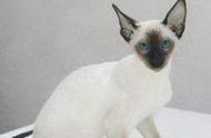 暹罗猫：来自暹罗的全球知名短毛猫品种