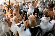 6种最受欢迎的猫咪，每一只都备受宠爱，快来与它们互动吧！