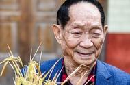 袁隆平：不仅是杂交水稻的创造者，还是“美短虎斑猫”的爱心领养者