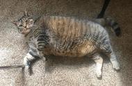 22斤重的猫咪，起床都困难，兽医却称所有健康指标正常？