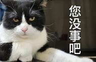 这几种猫常常被嫌弃，结果变成了流浪猫！