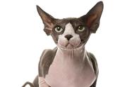 猫咪智商排行榜：十大品种，最聪明的竟然长得这么丑！