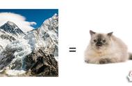 喜马拉雅猫：高海拔的混血魅力