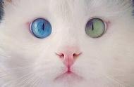 猫咪的鸳鸯眼：宝石般的神秘秘密
