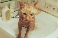 揭秘：猫咪为何对水感到恐惧？