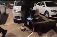 警犬哈士奇巡逻时满脸不悦，训导员：它平时只负责宣传，不抓捕犯人