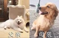 只有纯种犬才美丽？看看萨摩耶和金毛的混血犬，颜值爆表让人羡慕不已。