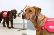 英国专家指出：狗可能具备嗅出新冠病毒的能力，但需进行实验验证
