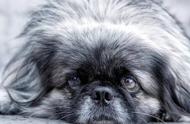 北京的“角儿”：揭秘京巴犬的魅力！