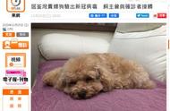 香港贵宾犬新冠检测呈阳性，暂无病症