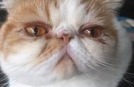 加菲猫泪痕的成因是什么？
