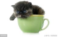 折耳猫：你还记得人工繁殖的茶杯猫吗？
