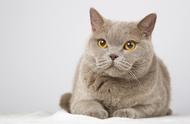 英国短毛猫：家庭宠物的温顺随性选择