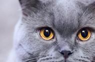英国短毛猫：全面了解其特性、饲养技巧和护理要点