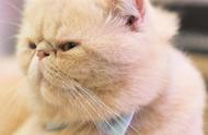 波斯猫：优雅华贵的纯种猫之选