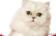你有养过金吉拉猫吗？它的短小身材和大眼睛让人无法抗拒~