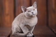 缅甸猫眼部护理指南及优质猫粮推荐