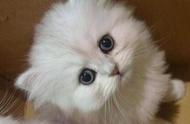 金吉拉：全球最可爱的猫咪