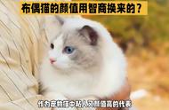 布偶猫的颜值是否与智商成正比？#萌宠猫咪