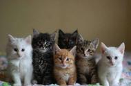 中国最受欢迎的十大猫咪品种（上篇）