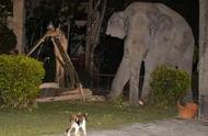 泰国那空那育府：3岁虎斑猫英勇守护家园，成功驱赶4吨重大象