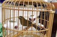 贵州荔波59只画眉鸟得救，购买者将接受法律制裁