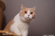 英国短毛猫：一只胖得让人爱不释手的猫咪