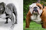 追溯百年狗种变迁：你的宠物在100年前会是什么样子？