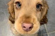 一只美国狗狗仅用十个月就成为网红，大眼睛功不可没