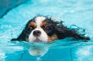 狗狗游泳必备：三大准备措施，确保安全畅游