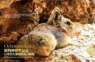 伊犁鼠兔：新疆稀有动物的复苏与挑战