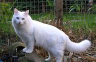 波斯猫的魅力：一本动物图集