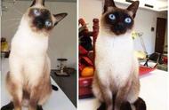 暹罗猫：唯一自带“温度计”的神秘宠物，背后原因令人惊叹