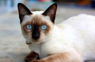 暹罗猫虽貌不惊人，却性格可爱，是孩子们的最佳玩伴