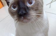 主人分享暹罗猫成长对比照，网友惊呼：这是同一只吗？
