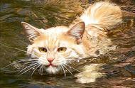 猫咪为何对水敬而远之？