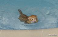 猫咪真的会游泳吗？