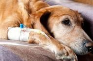 狗狗癌症的早期发现与治疗：定期体检的重要性