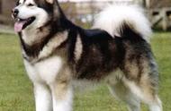 阿拉斯加雪橇犬：了解这个独特的世界犬种