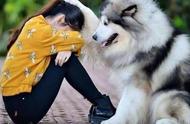 阿拉斯加犬：我一生的宠物梦想