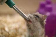 仓鼠每日饮水需求：饮水不足可能导致的脱水症状