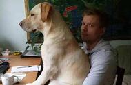 拉布拉多犬的六大“问题”，让多少人望而却步？