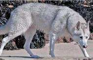 五种狗中，颜值最高的竟是它，长得最像狼！