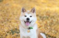 秋田犬与柴犬：揭秘两种日本犬种的差异