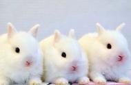 老司机的兔子养殖秘籍：如何养成一只白皙丰满的宠物兔