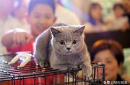 芜湖安徽：猫咪选美大赛盛况，2万5千元的猫宝惊艳全场