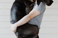 与你的狗狗来一次亲密接触：教它如何跳进你的怀抱